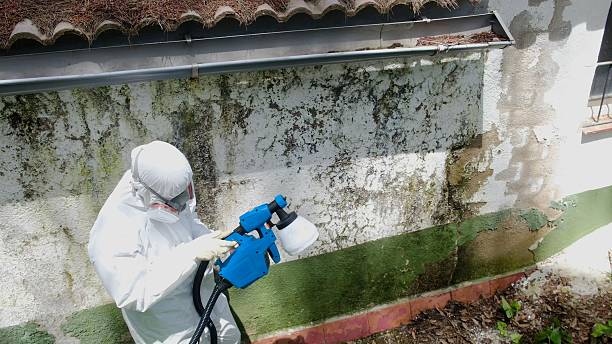 Top rated local Basement Mold Removal specialists in North Bend, PA